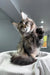 Beverley | maine coon kitten