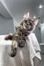 Beverley | maine coon kitten