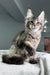 Cute Maine Coon kitten named Beverley posing adorably for pet lovers