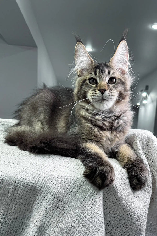 Gray tabby Maine Coon kitten named Beverley in a playful pose