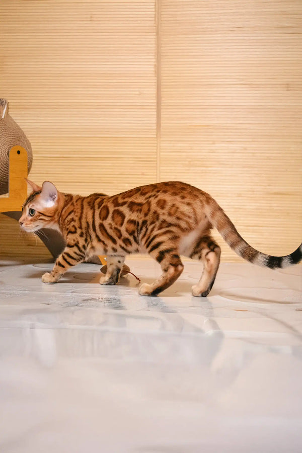Bengal cat with spotted coat in Beylla Bengal Kitten product lineup