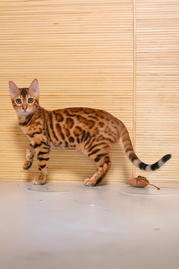 Spotted Bengal cat with striped tail shown in Beylla Bengal Kitten product display