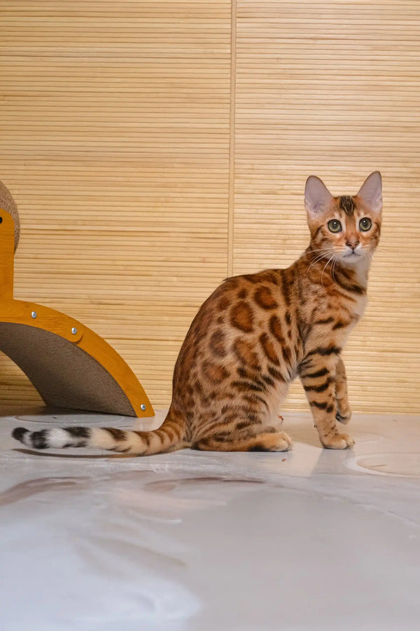 Spotted Bengal cat from Beylla Bengal Kitten showcasing playful elegance and beauty