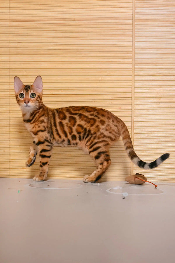 Spotted Bengal cat from Beylla, the adorable Bengal Kitten collection