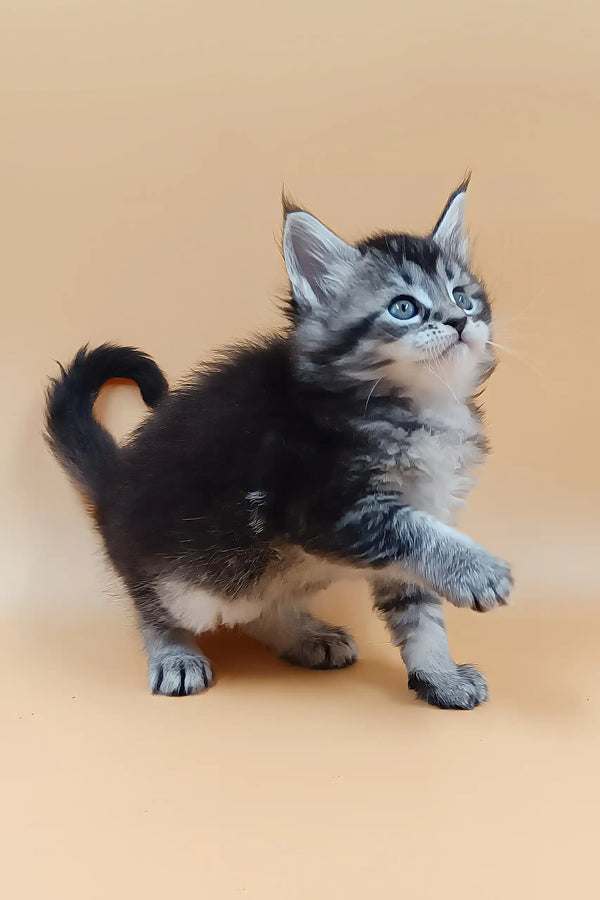 Bianca | maine coon kitten