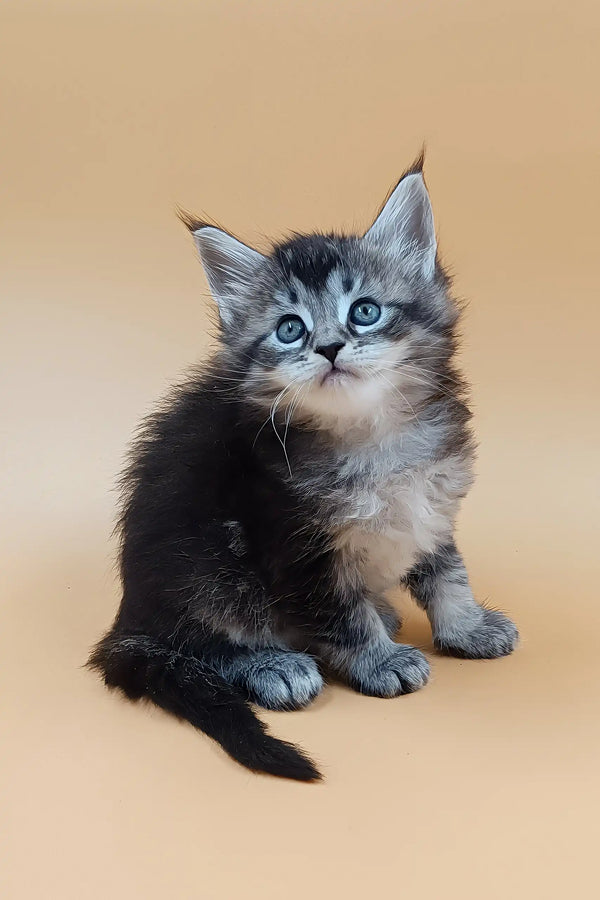 Bianca | maine coon kitten