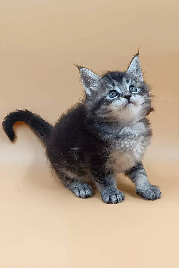Bianca | maine coon kitten