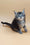 Bianca | Maine Coon Kitten