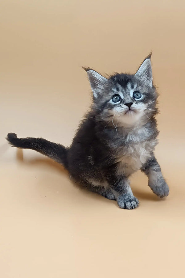 Bianca | maine coon kitten