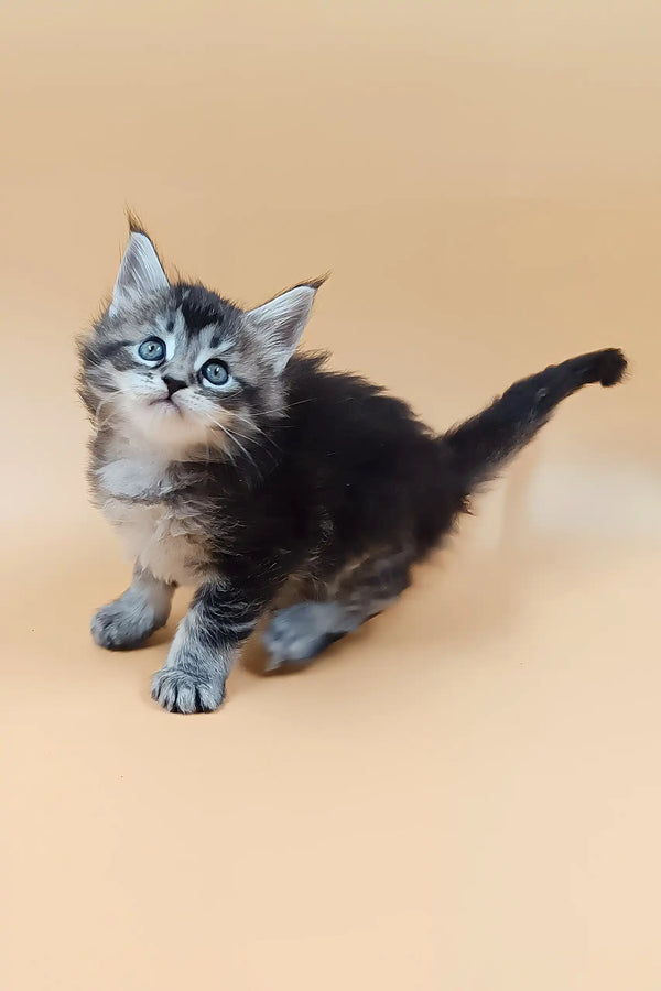 Bianca | maine coon kitten