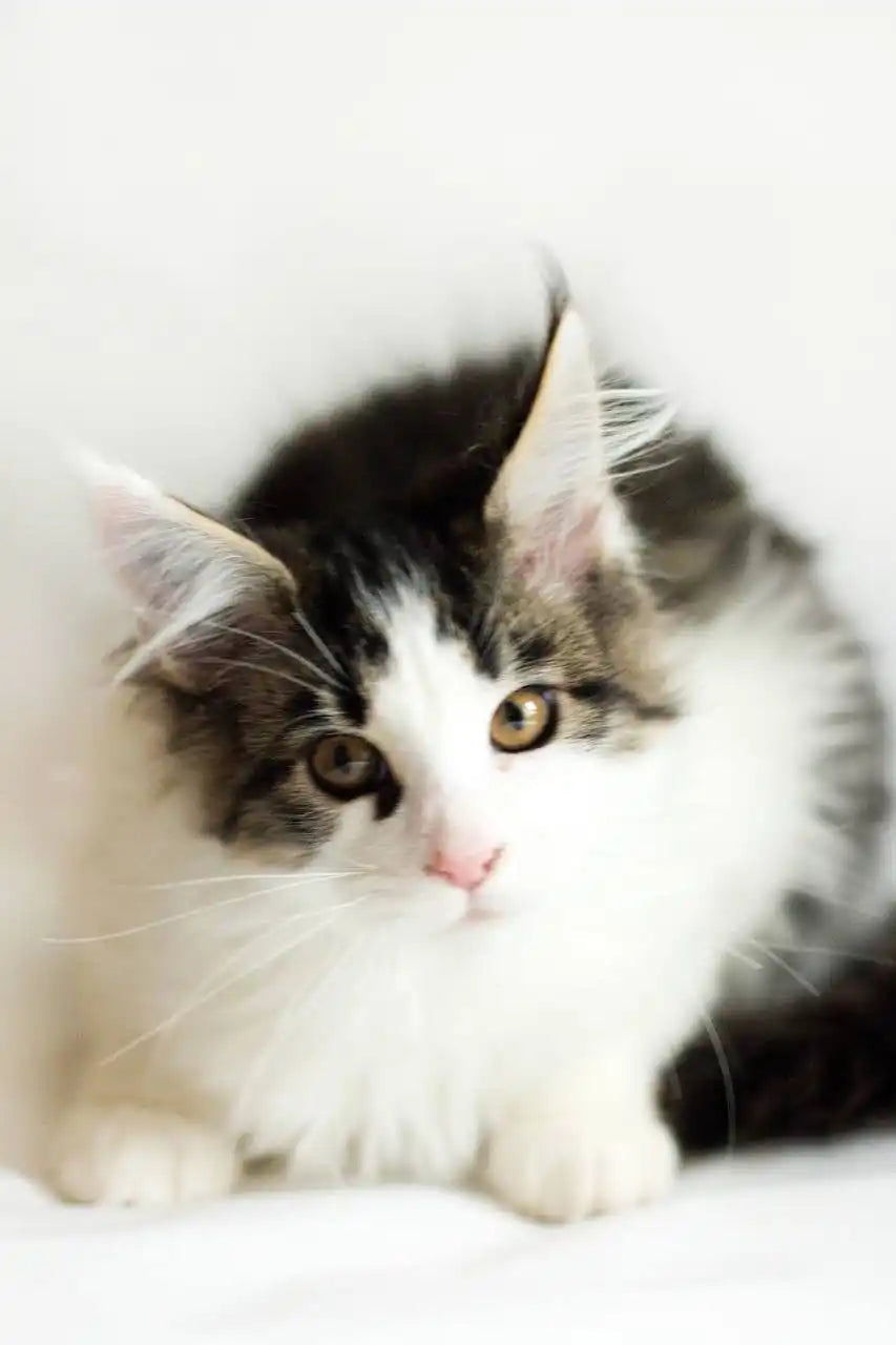 Maine Coon Kittens for Sale Bianca | Kitten