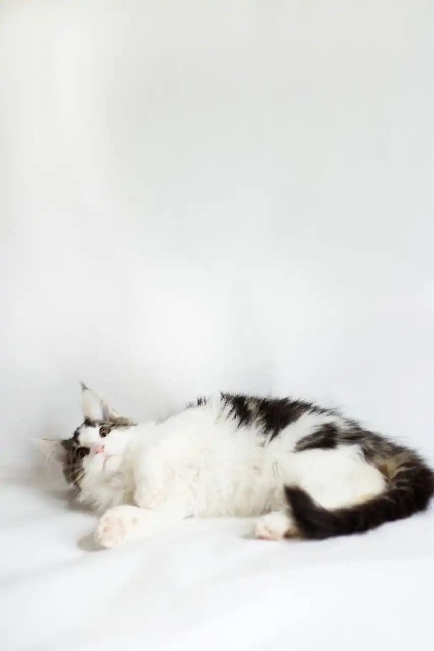 Maine Coon Kittens for Sale Bianca | Kitten
