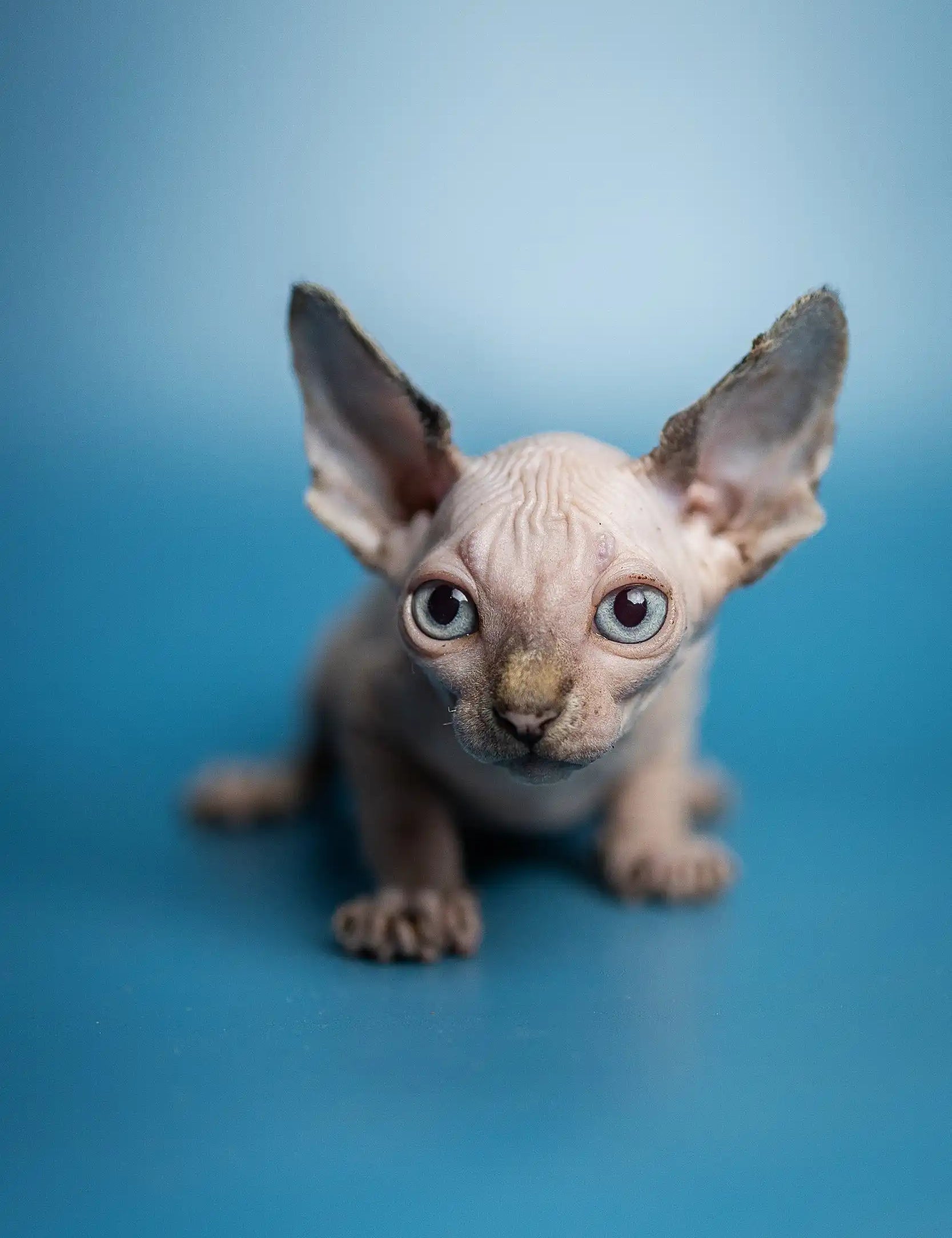 Sphynx Kittens For Sale Philadelphia 74 - uaft7z8