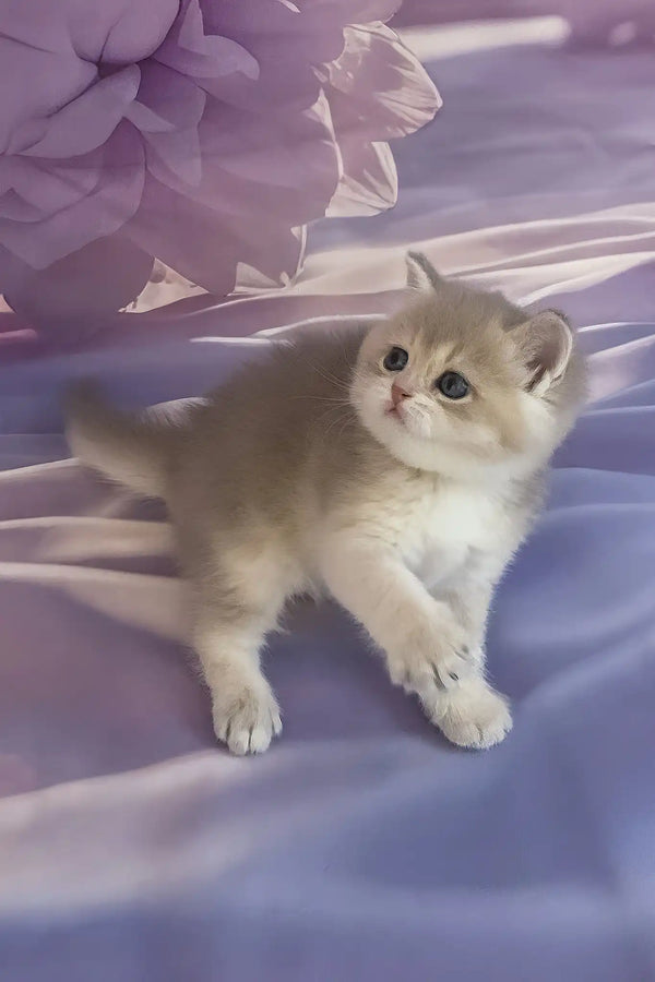 Bielya | british shorthair kitten