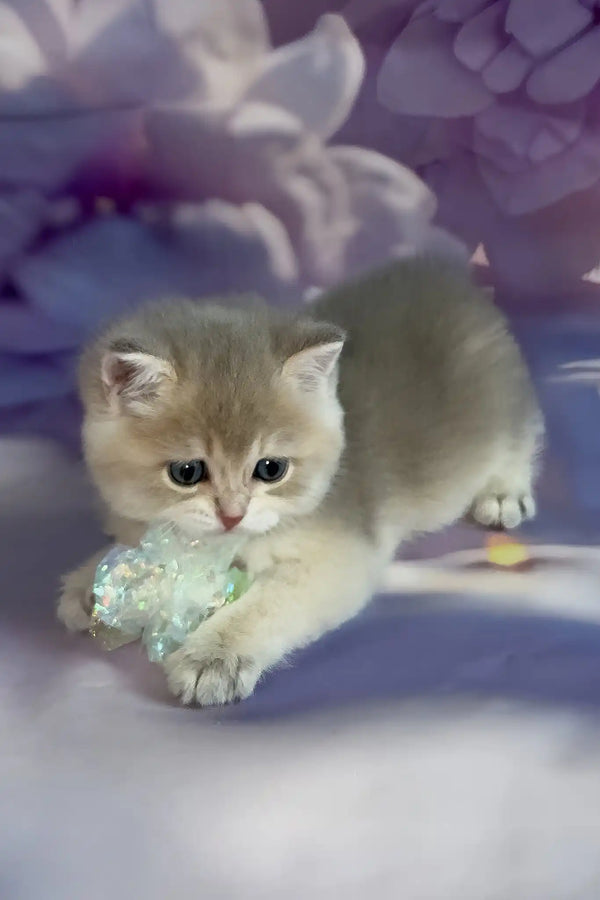 Bielya | british shorthair kitten