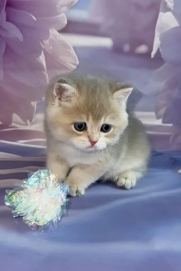 Bielya | british shorthair kitten