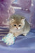Bielya | british shorthair kitten