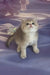 Bielya | british shorthair kitten