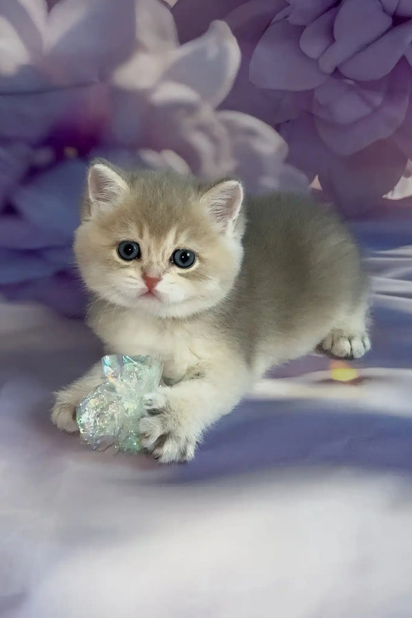 Bielya | british shorthair kitten
