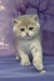 Bielya | british shorthair kitten