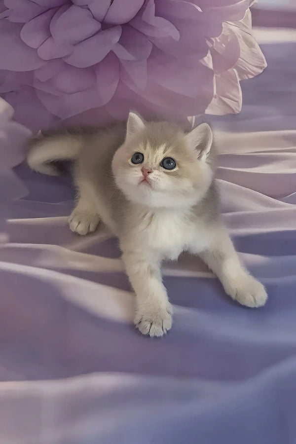 Bielya | british shorthair kitten