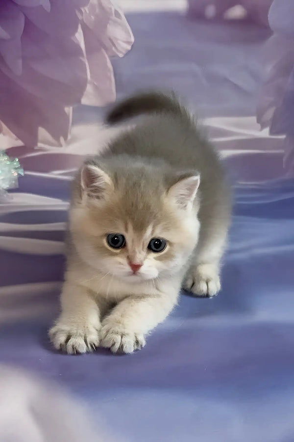 Bielya | british shorthair kitten