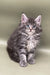 Fluffy gray and white Maine Coon kitten named Bill with bright blue eyes