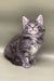 Fluffy gray and white Maine Coon kitten with bright eyes sitting upright