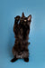 Black cat standing on hind legs with paw raised, adorable Maine Coon kitten pose