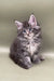 Fluffy gray Maine Coon kitten named Bill with bright eyes and perky ears