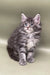 Fluffy gray and white Maine Coon kitten named Bill with alert eyes and ear tufts