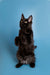 Black cat standing on hind legs with a blue background, showcasing Maine Coon Kitten charm