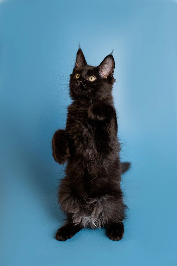 Black cat standing on hind legs with a blue background, showcasing Maine Coon Kitten charm