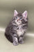 Fluffy gray Maine Coon kitten with bright eyes and perky ears, perfect for cuddles