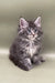 Fluffy gray Maine Coon kitten with blue eyes, perfect addition to your Coon Kitten collection