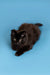 Cute Black Fluffy Maine Coon Kitten Bill with Bright Eyes in a Crouched Position