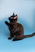 Black Maine Coon kitten with one paw raised, sitting against a cool blue background