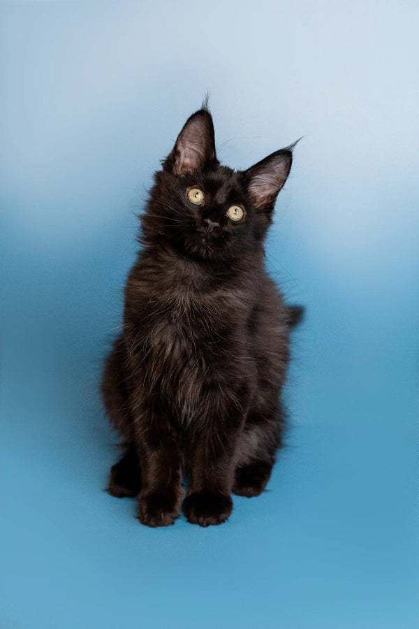 Adorable Black Maine Coon kitten named Bill with fluffy fur and cute ear tufts