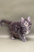 Fluffy gray tabby Maine Coon kitten with alert eyes and perked ears ready for play