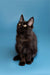 Black Maine Coon kitten with bright yellow eyes and pointy ears looking alert