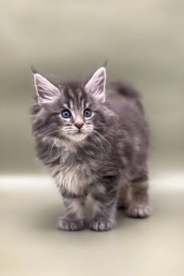 Fluffy gray Maine Coon kitten with bright blue eyes and perky ears