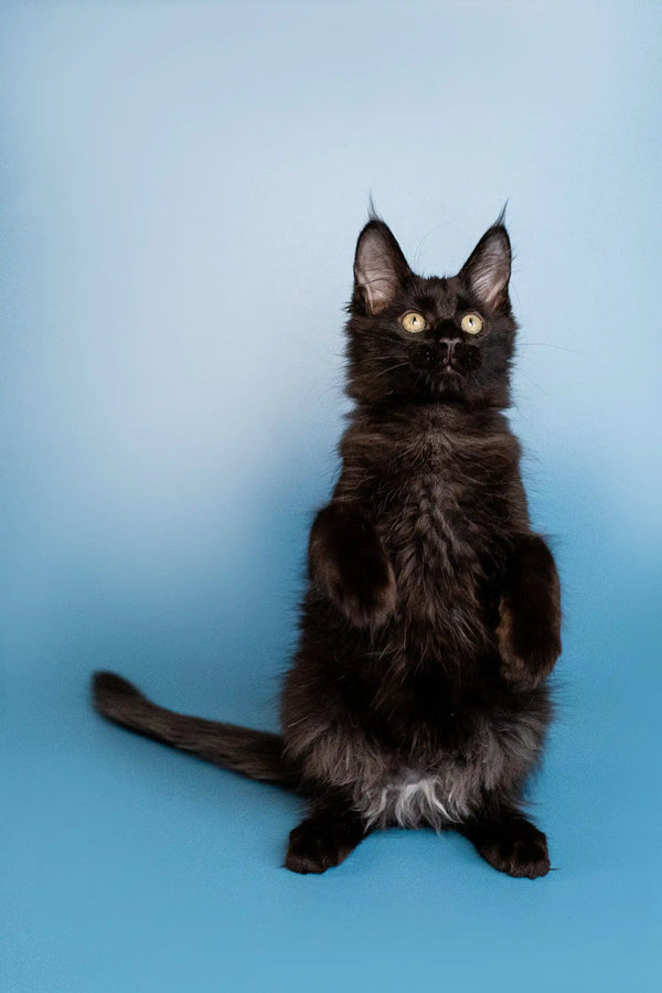 Black Maine Coon kitten sitting upright with alert ears, perfect for any Coon kitten lover
