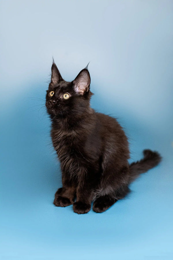Black Maine Coon kitten named Bill with fluffy fur and cute ear tufts
