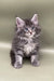 Fluffy gray tabby Maine Coon kitten with bright blue eyes named Bill