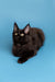 Black Maine Coon kitten with alert ears and bright eyes lying down