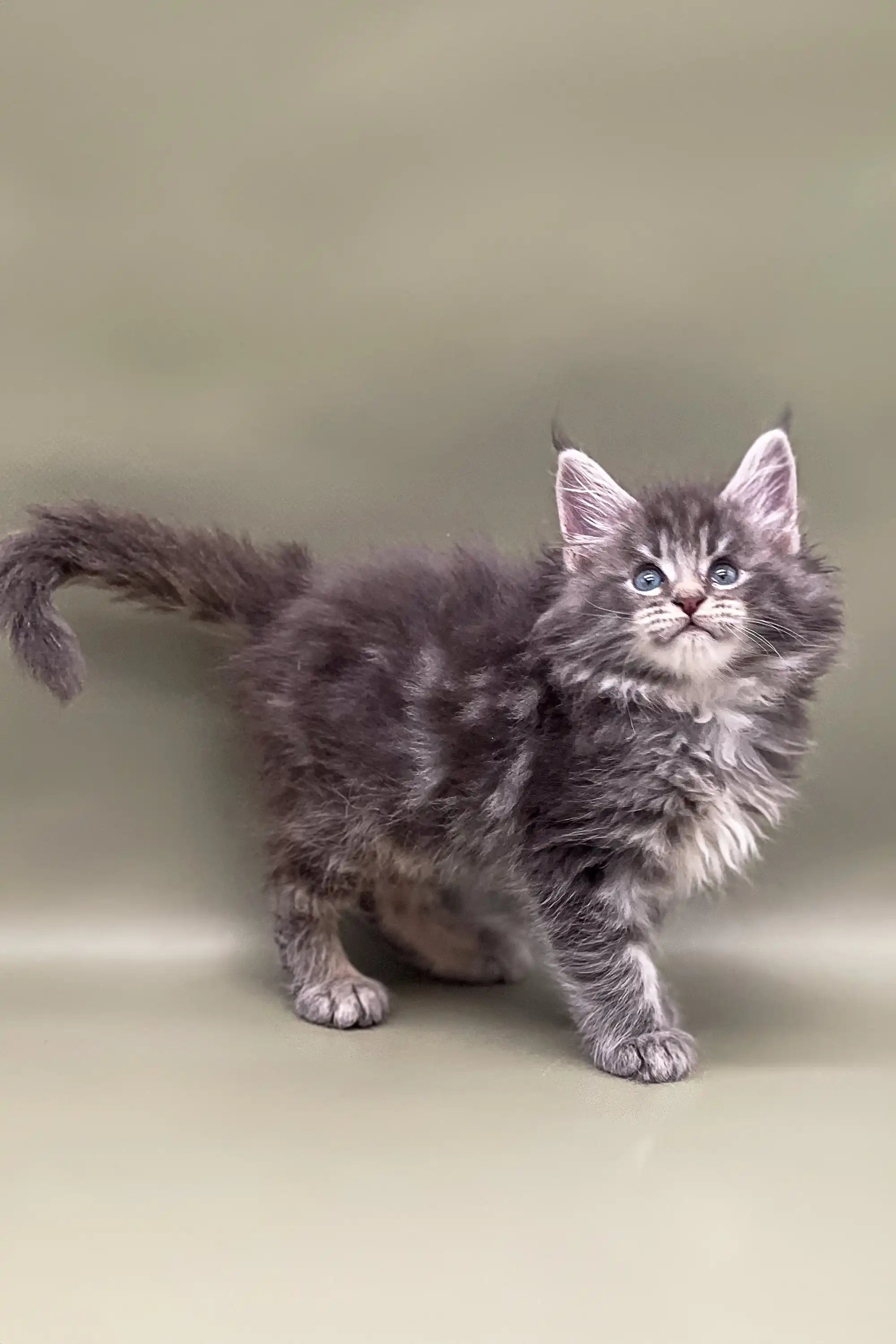Maine Coon Kittens for Sale Bill | Kitten
