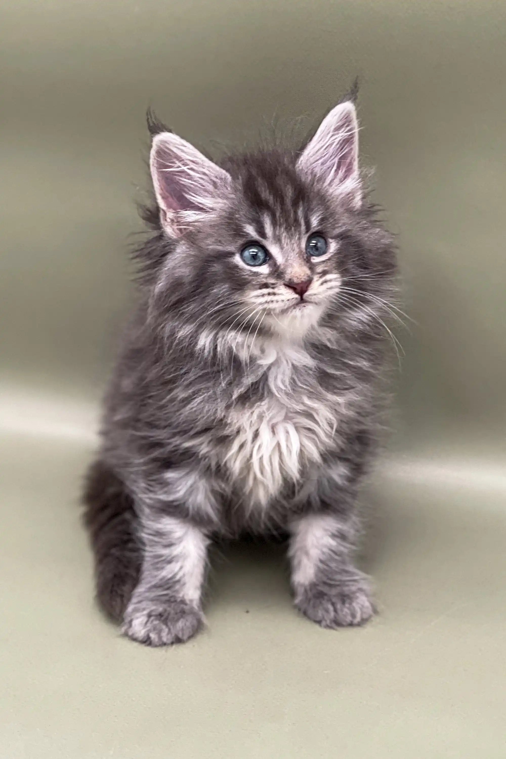 Maine Coon Kittens for Sale Bill | Kitten