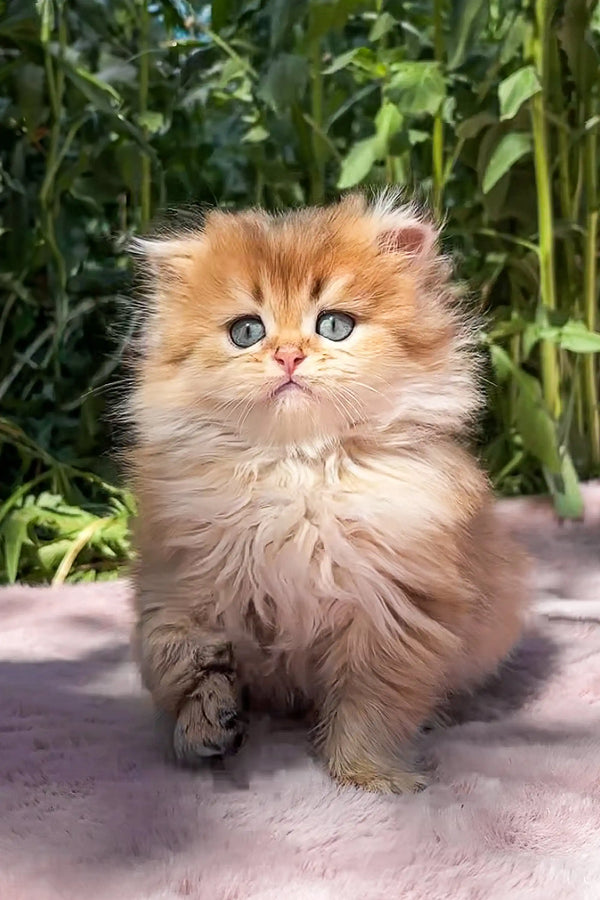 Fluffy orange Scottish Straight Kitten with big eyes and long fur, super cute!