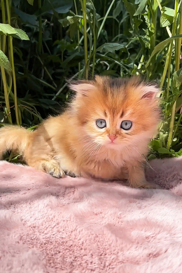Fluffy orange Scottish Straight kitten with blue eyes on cute pink fabric