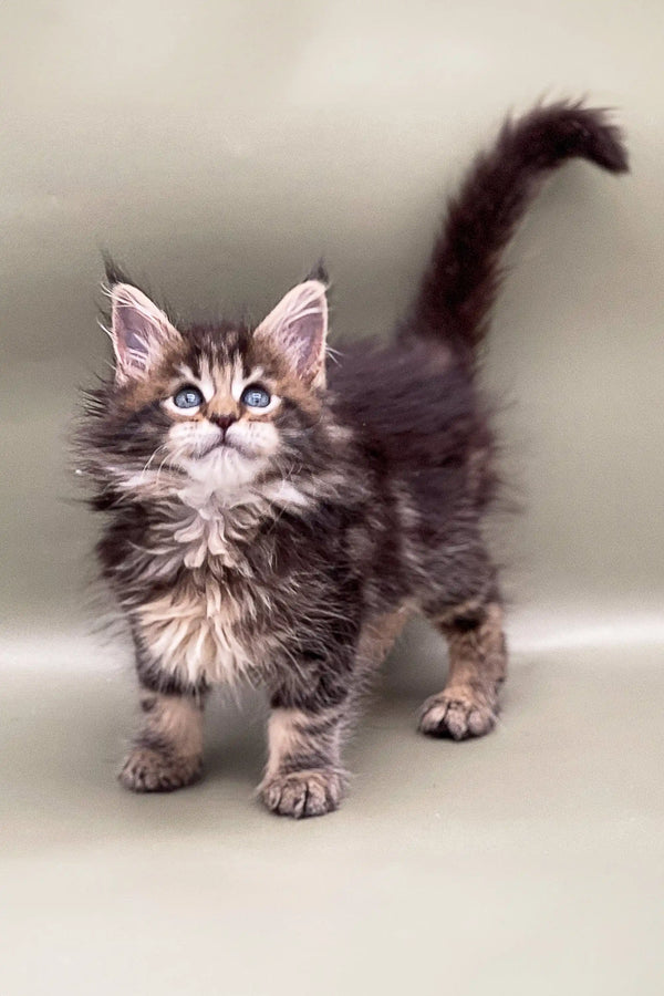 Fluffy gray and white Maine Coon kitten with perky ears and upright tail